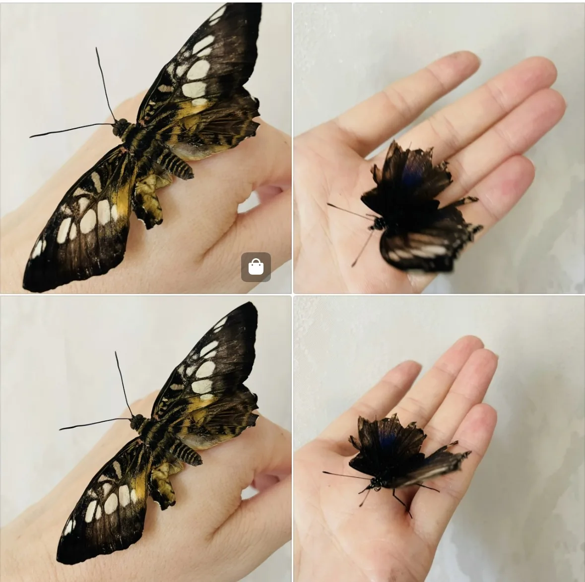 🦋 бабочки долгожители