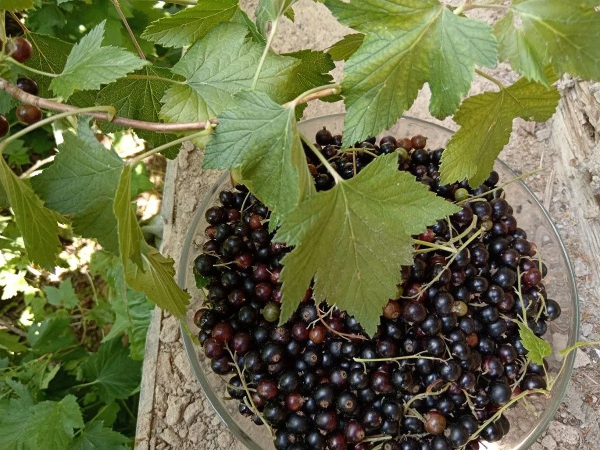 Рецепт самого вкусного варенья из черной смородины на зиму. То самое, как у бабушки.