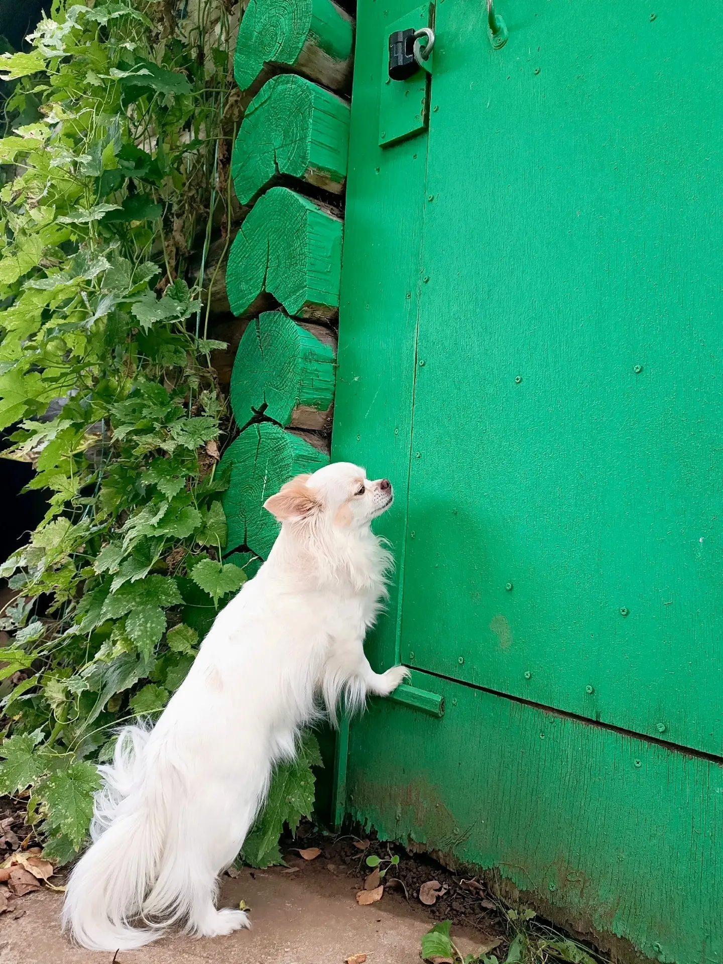 🐾💚🤍