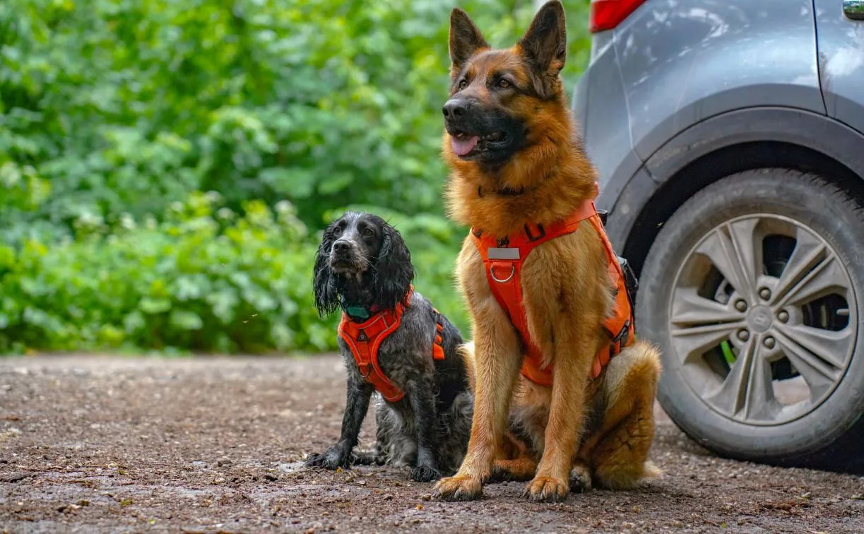 Для них это игра: как собаки «ЛизаАлерт» спасают жизни 🐕
