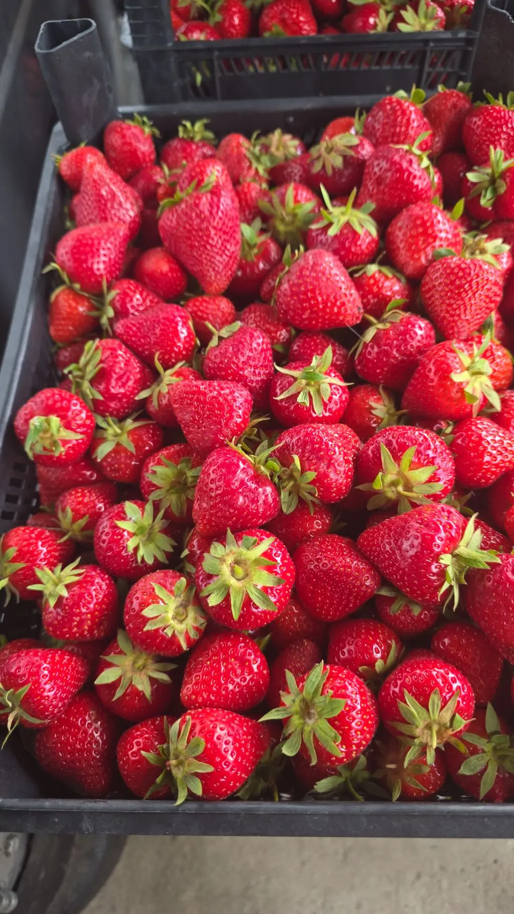 В наличии 🍓 
Ясная 60