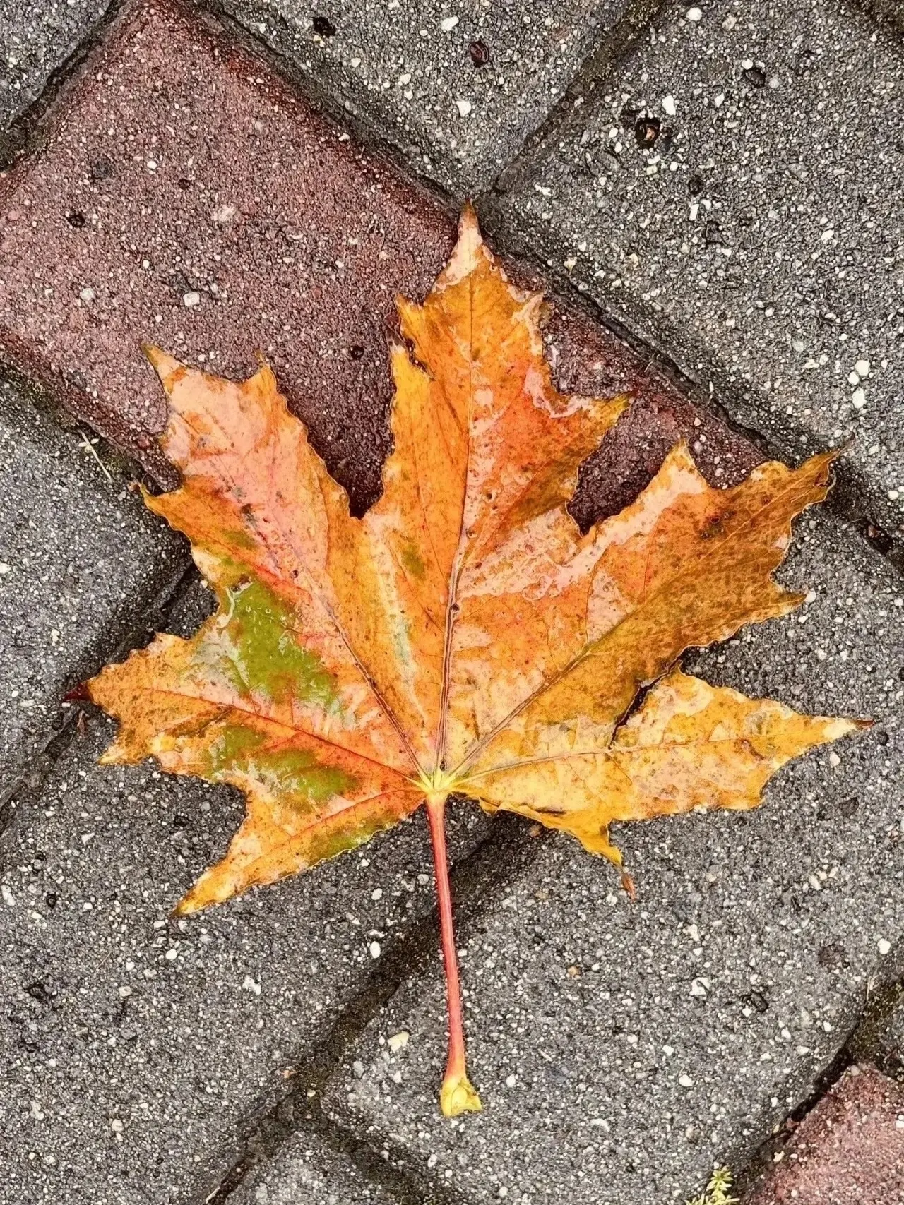 Красок тюменской осени в ленту вам 🍁 Добрых вечеров!