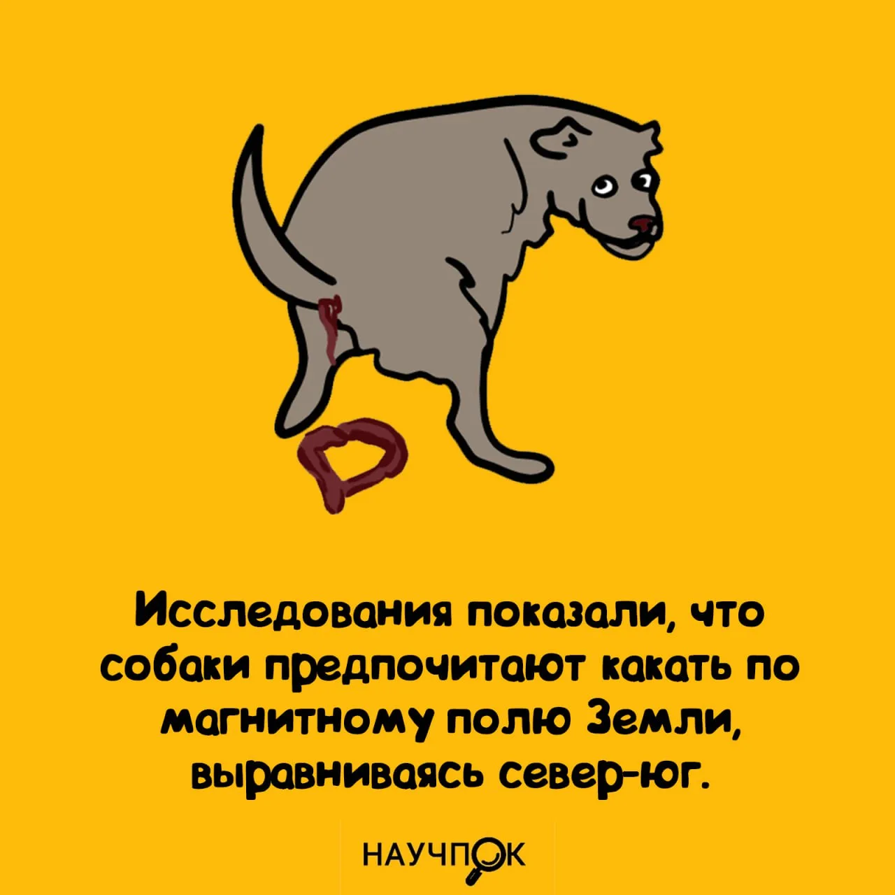 Пока я не могу настроить Wi-Fi, моя собака подключается к магнитосфере, чтобы справить ...