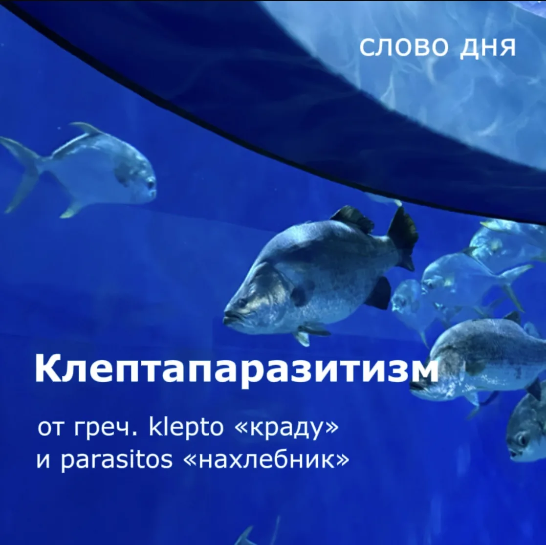 🤓А вы знали, что среди морских обитателей тоже есть воришки?

Клептапаразитизм — это форма взаимоде