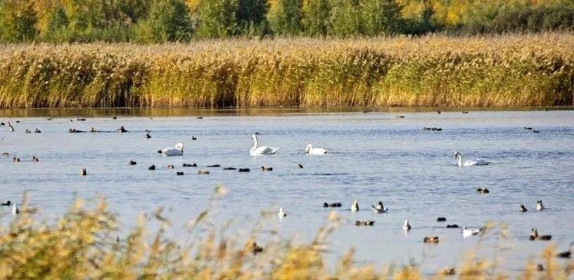 Больше 20 лебедей сделали остановку в Омске по пути на юг 🦢