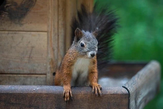 Ку-ку!

Доброго утра!🐿

Фотограф Виктория Михайлюк

Плохо грузит Telegram? ЧВК Чита в MAX