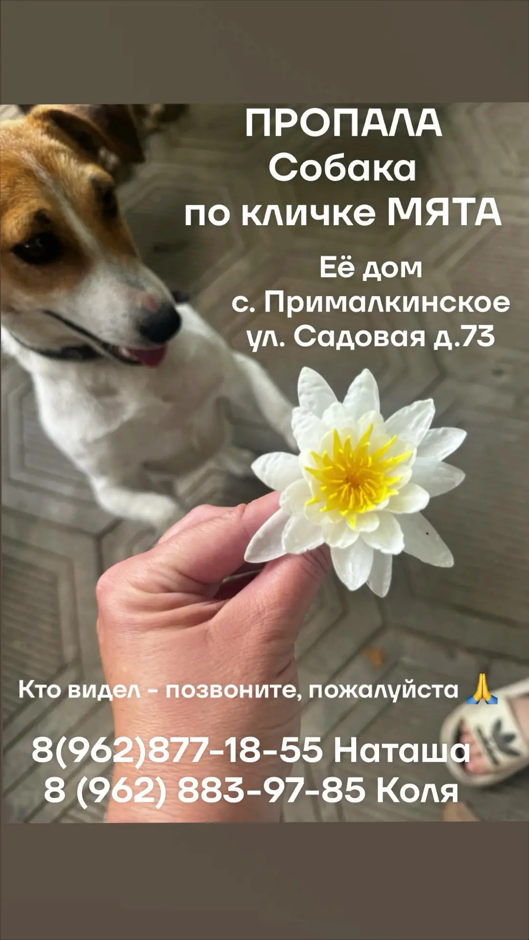 НАШЛИ СОБАКУ 😍
