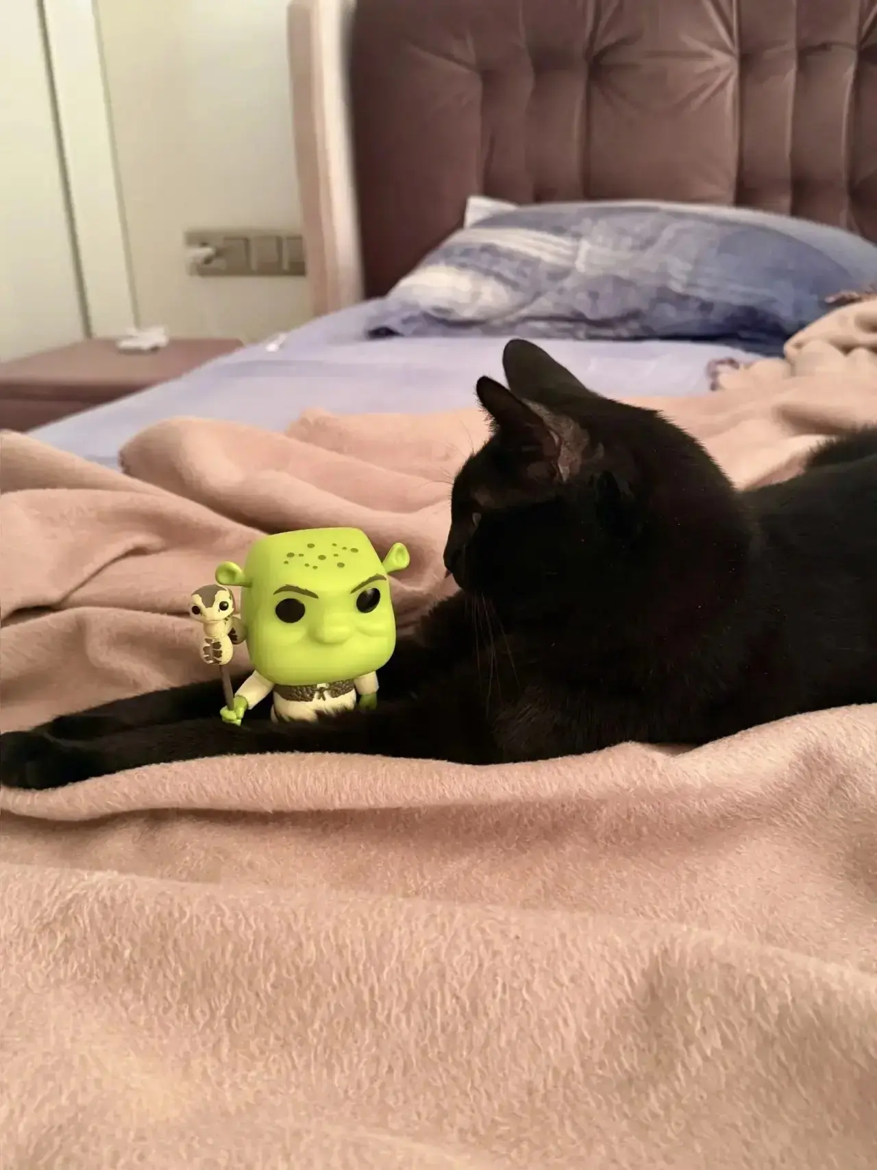 у нашего кота Лайка новая игрушка )