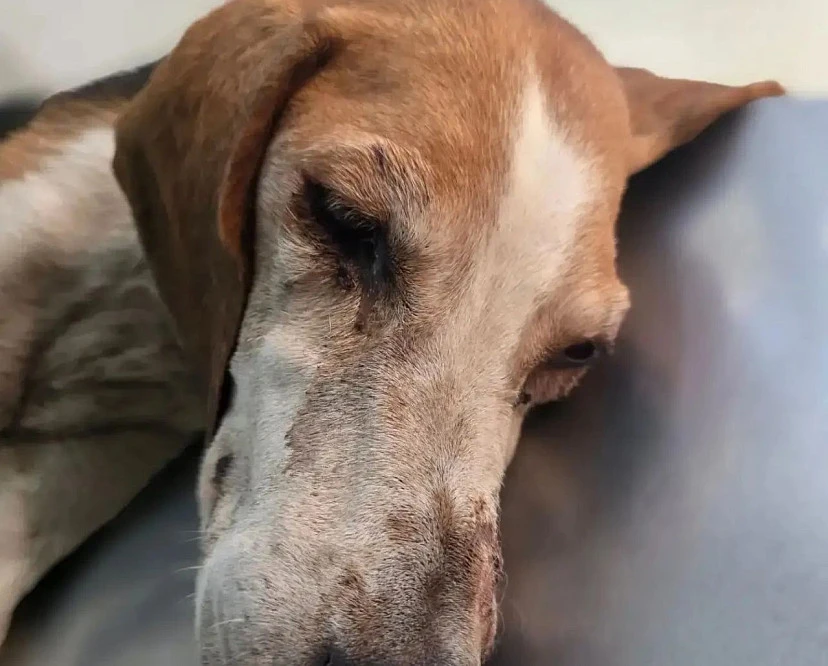 🐶 Саратовцы всем миром выхаживают сбитую на трассе собаку Волгу