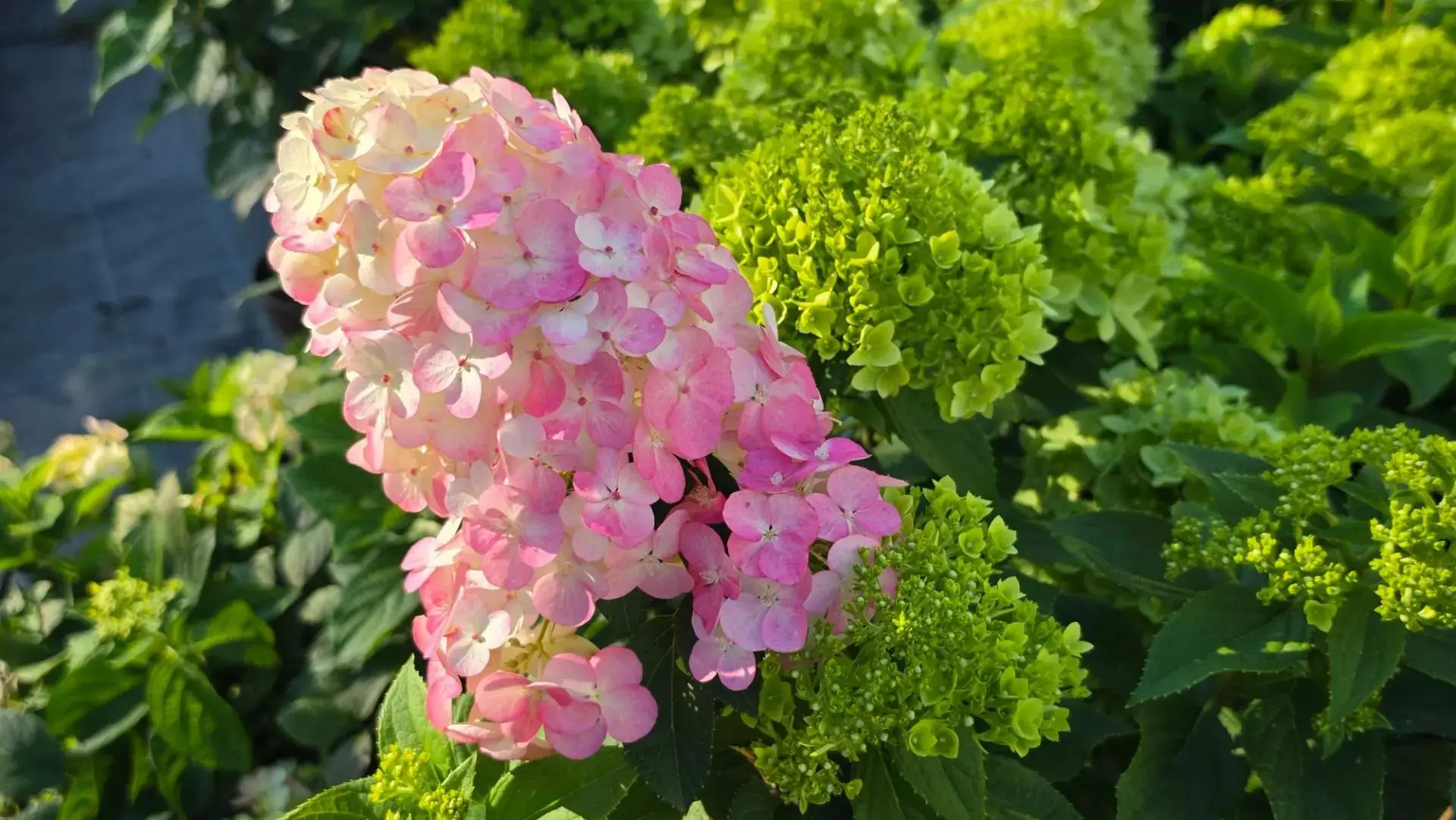 🍒 Фрамбозин — она же Самарская Лидия. Один раз увидишь — не забудешь