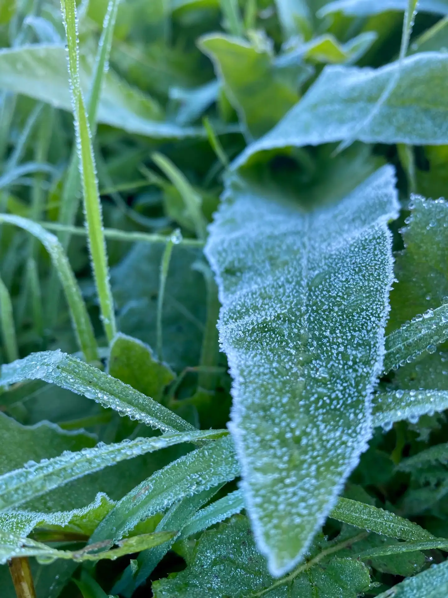 🥶Минувшая ночь в Москве стала самой холодной с мая, — синоптики
