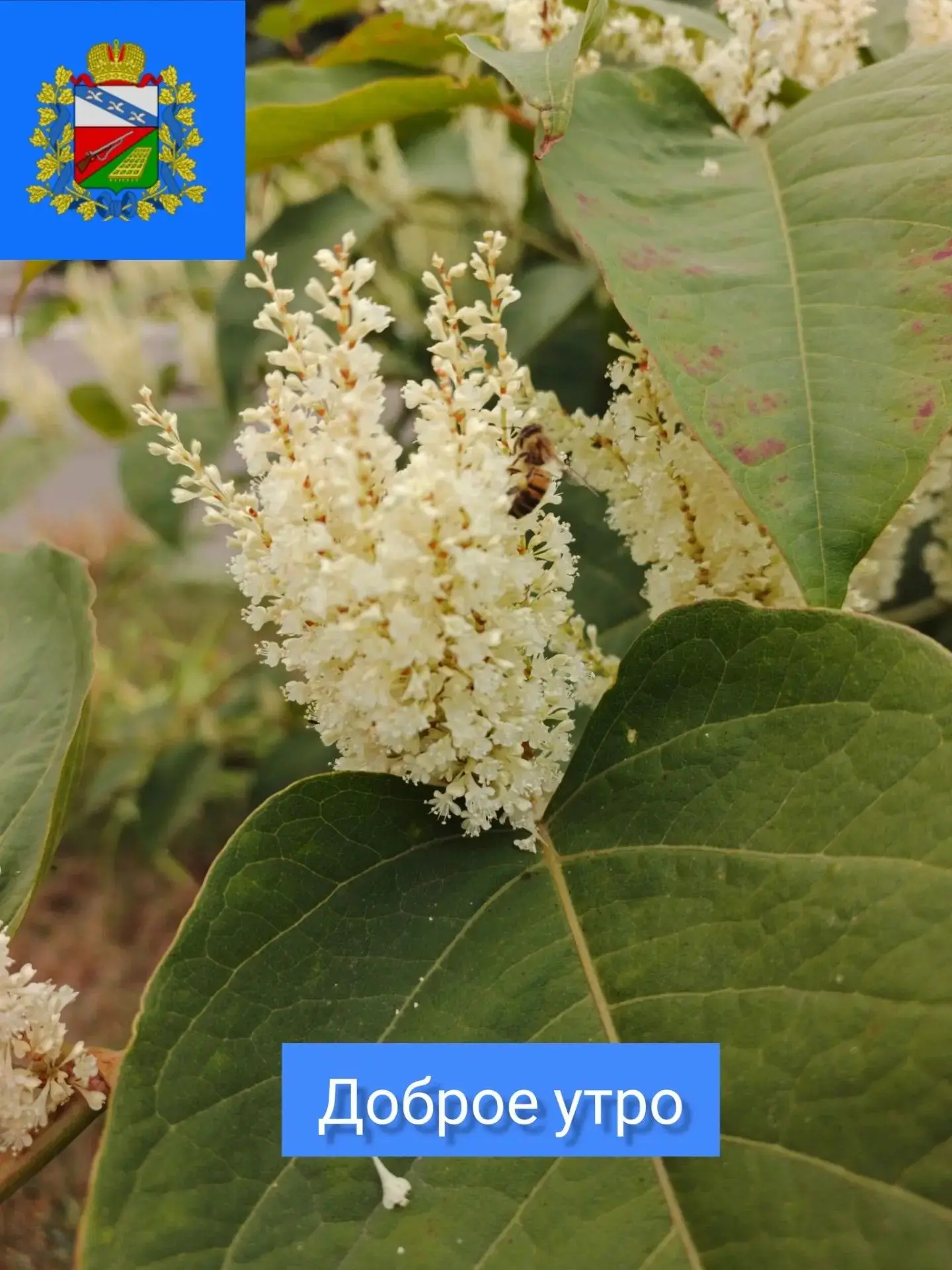 ✨ДОБРОЕ УТРО