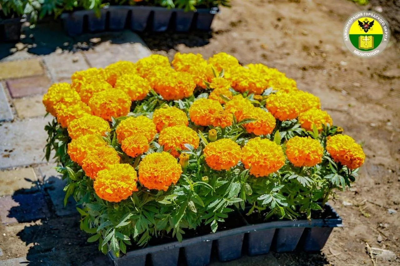 🌹🌼🌺🌸  Мелитополь становится ярче!  В городе продолжают активно высаживать цветы!  Сотрудники МКУ «Бл