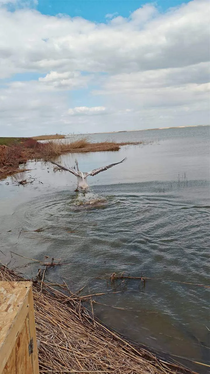 Кудрявого пеликана вернули в природу в Волгоградской области по разрешению Росприроднадзора    💚 Кра