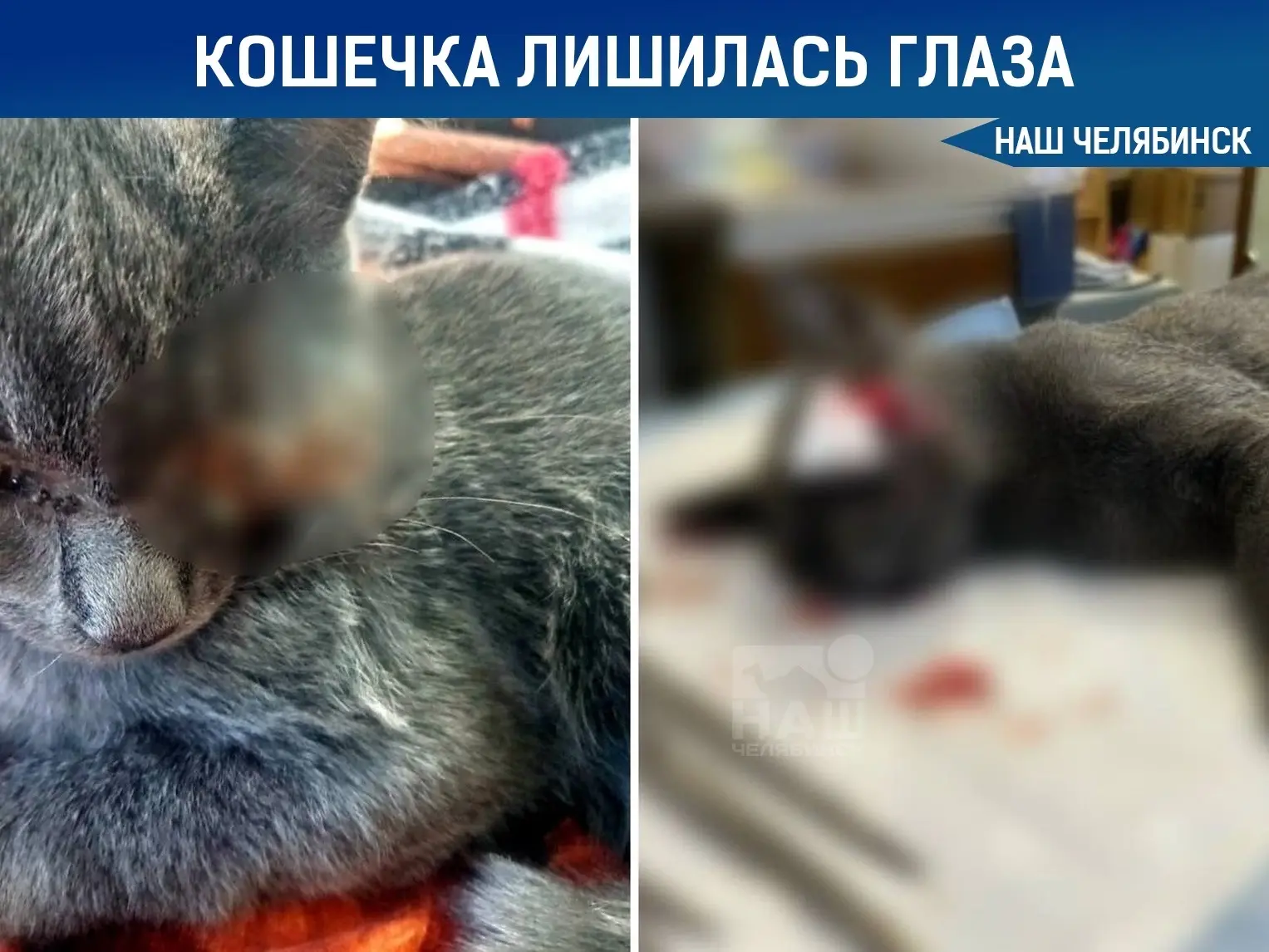 😿 Кошка лишилась глаза из-за газонокосилки