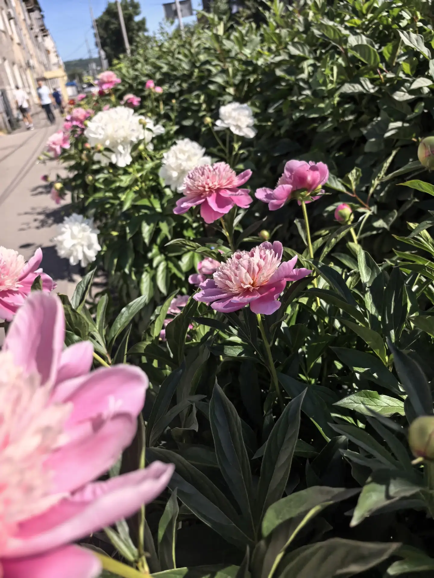 🌼🌿 Клумбы нашей школы: красота и забота о природе! 🌿🌼

Дорогие друзья! Сегодня мы хотим поделить