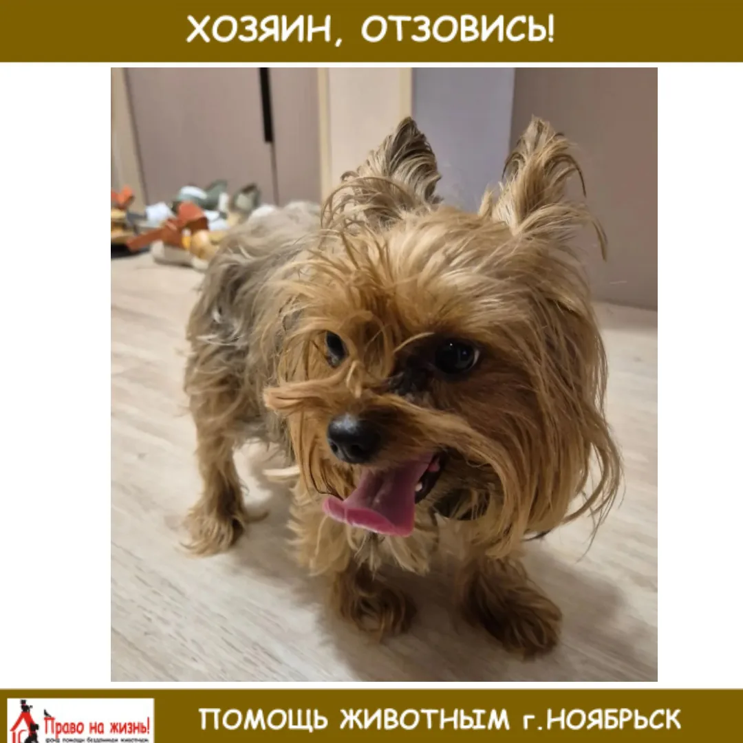 Найдена собака, йорк, девочка, говорят бегала со вчерашнего вечера, стояла на дороге по...