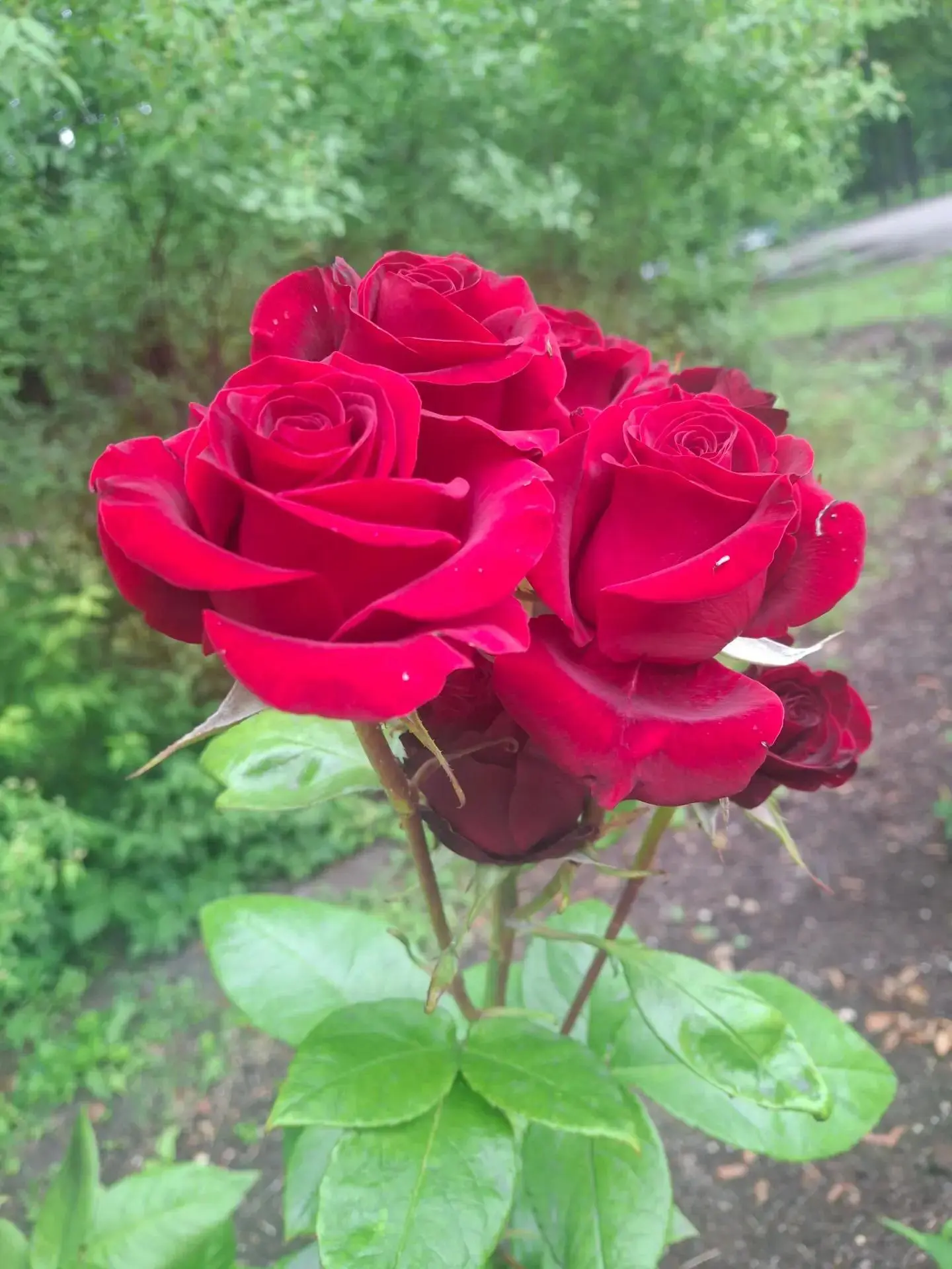Природный букет алых роз...🌺

Алые розы — словно маленькие вспышки тепла и красоты среди зелени пар