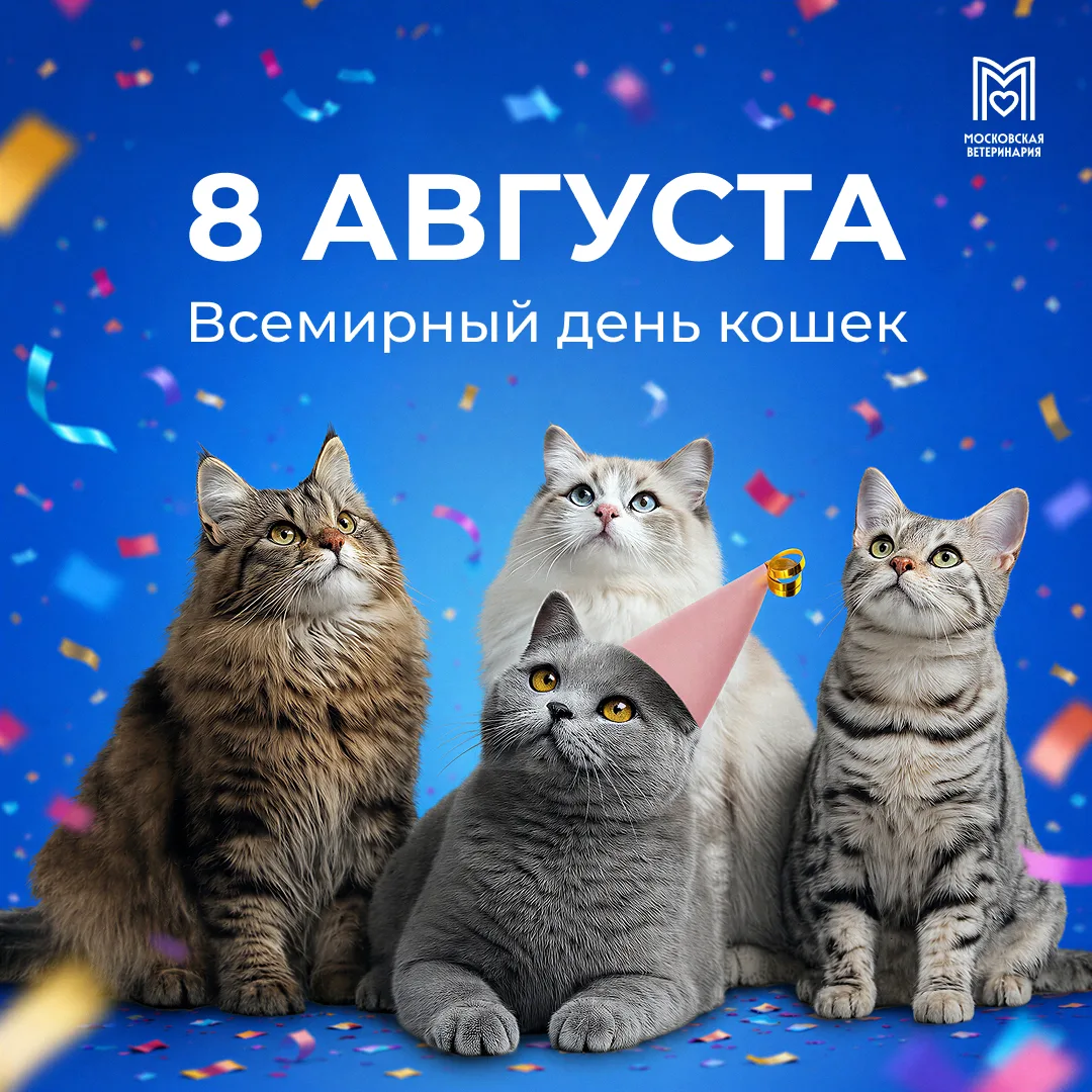 Сегодня — Всемирный день кошек!