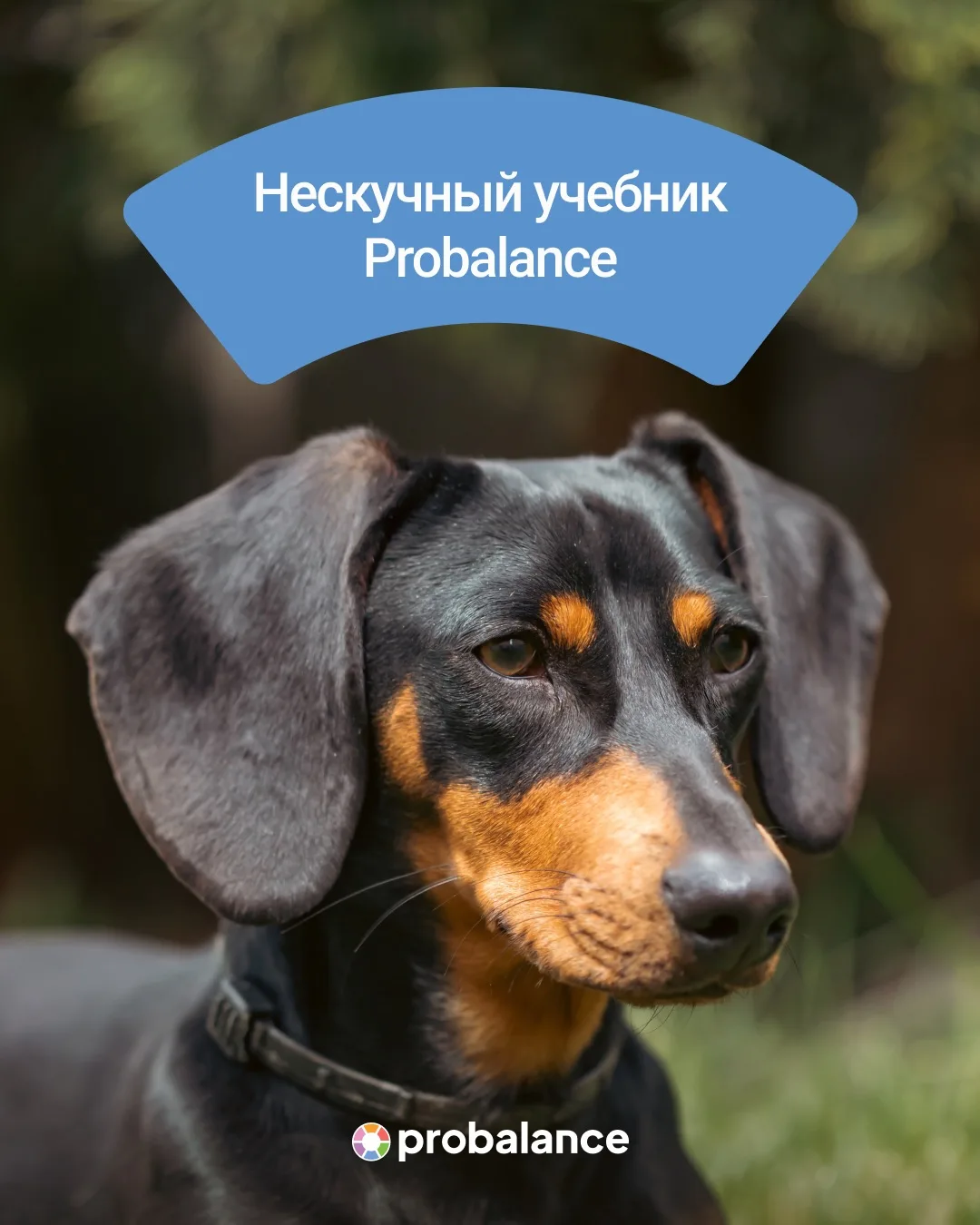 Нескучный учебник Probalance 📗
