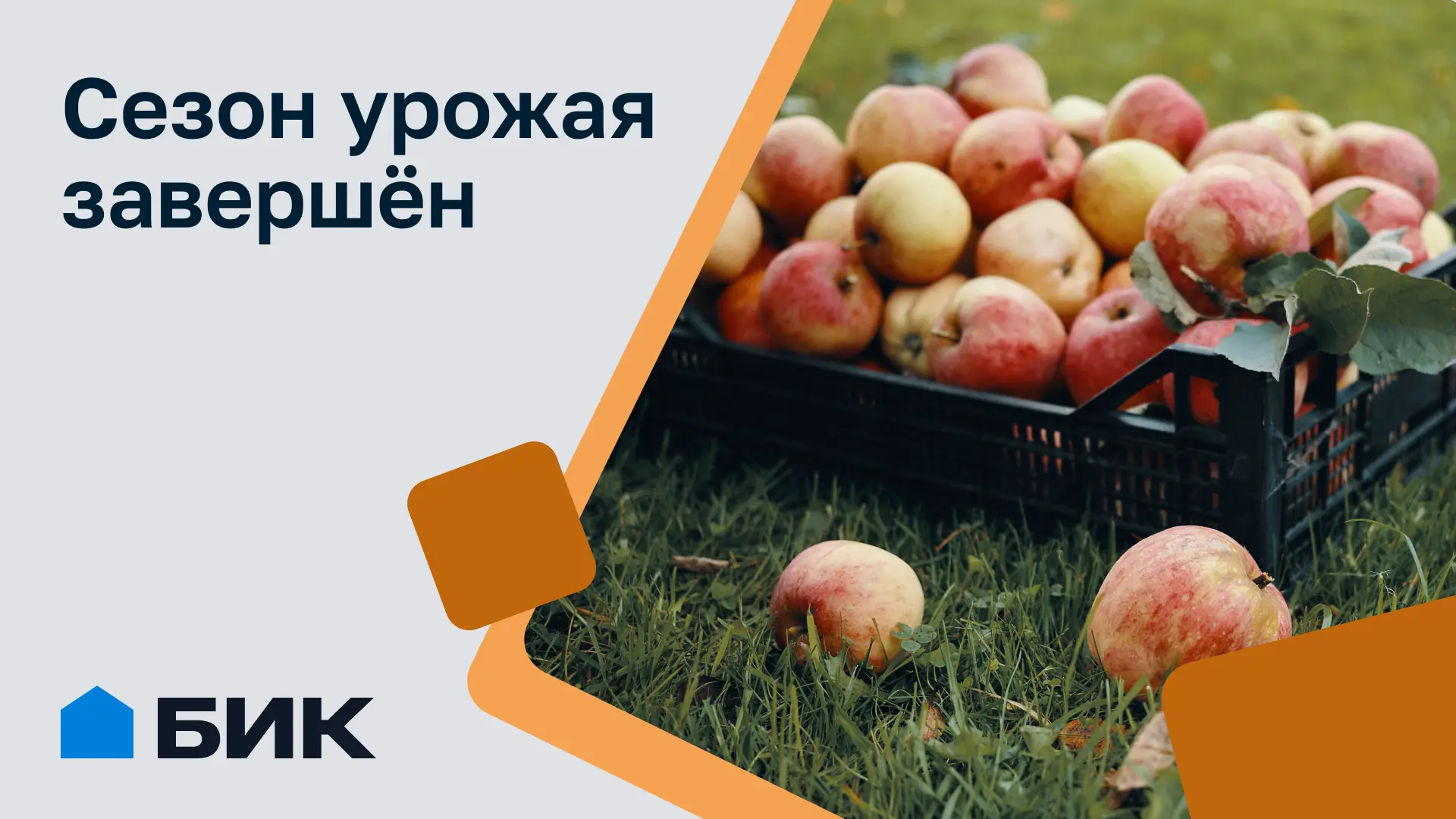 Конец августа — время позаботиться о плодовых деревьях