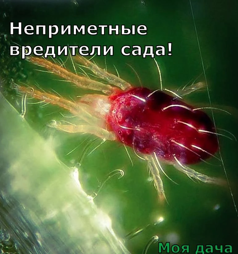 Неприметные вредители сада 🕷

А вы сталкивались на своем участке с клещами? Если да, то вы наверняк