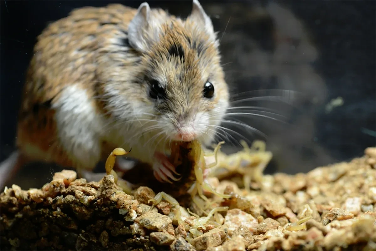 🐀 Кузнечиковая мышь — хомяк-оборотень, который воет на Луну, жрёт скорпионов и даже не икает.

Её н