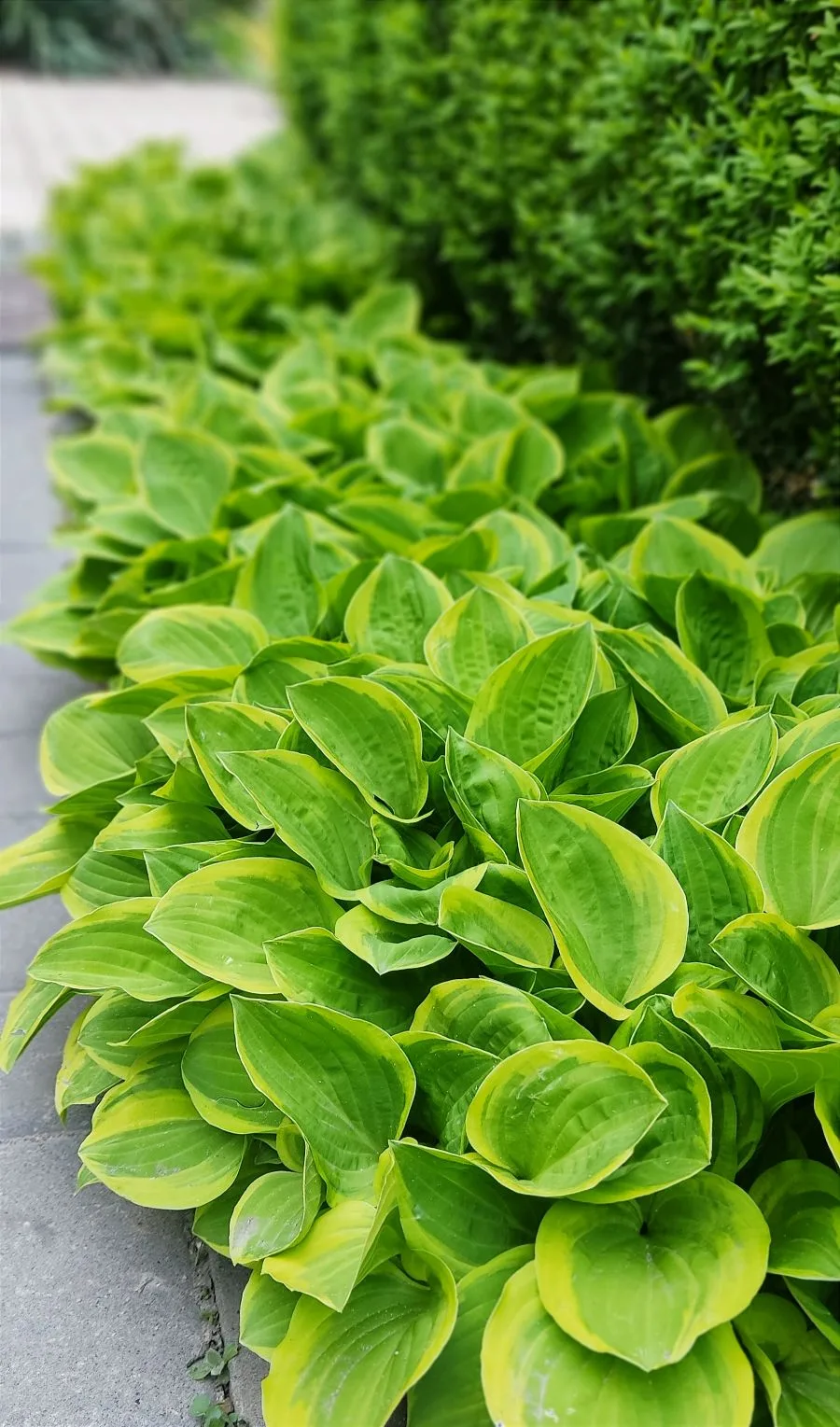 Ставшая уже традиционной, рубрика "Вечерний сад". 🌿