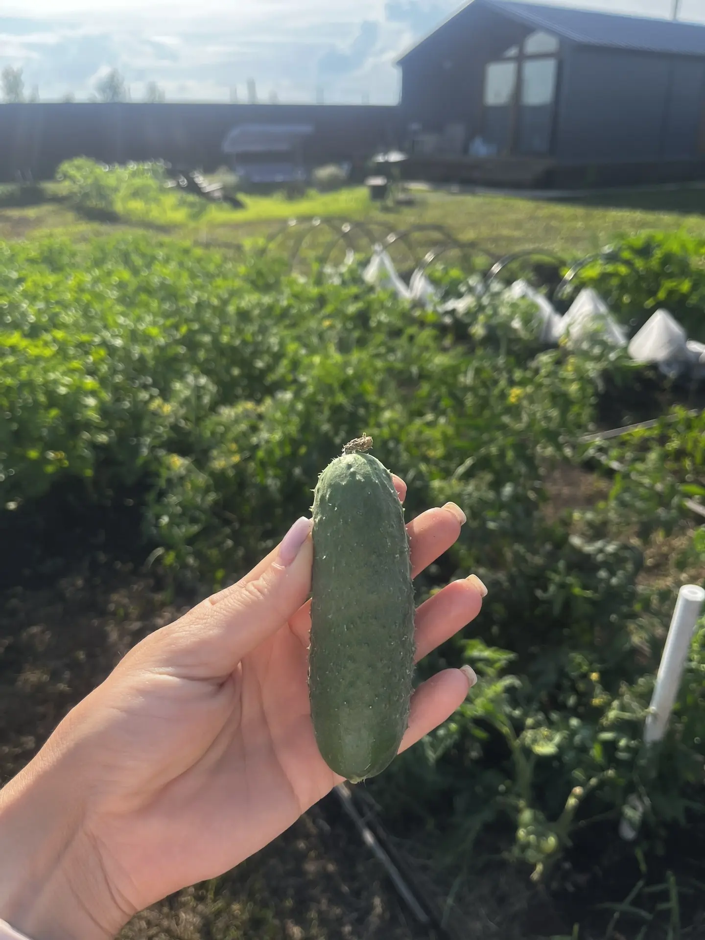 Второй огурец 🥒 выращенный самостоятельно и первый раз.