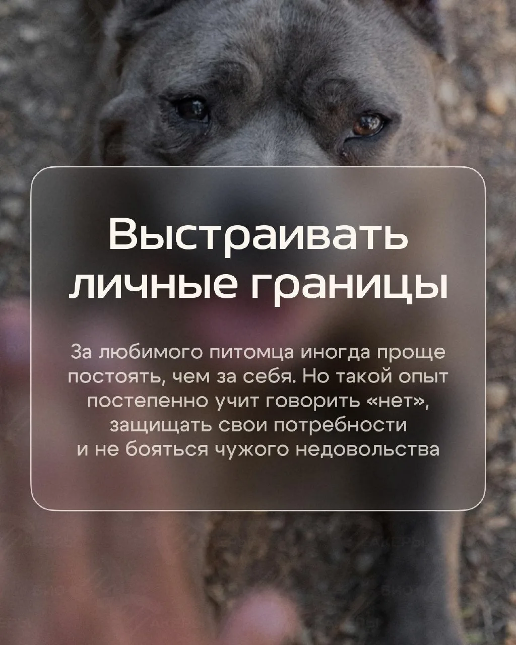 Девять вещей, которым собака учит лучше психологических книжек, рассказала психотерапев...