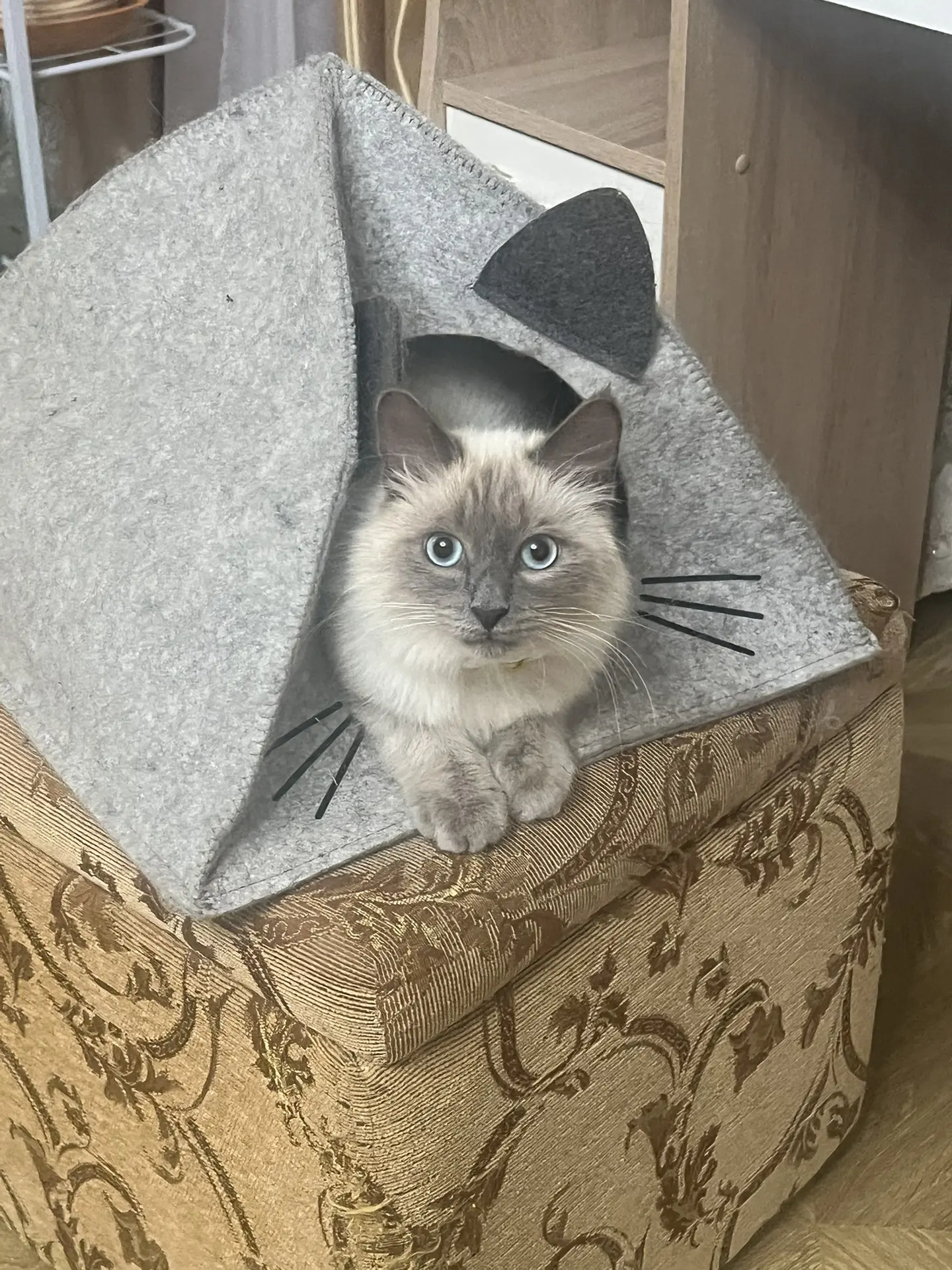 Невский маскарадный в хорошие руки,1 год, мальчик