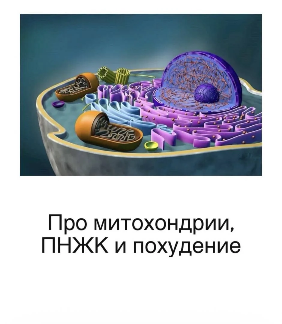 https://thixotraining.ru/forum/mezenrealizm-posty/pro-mitohondrii-pnzhk-i-pohudenie/