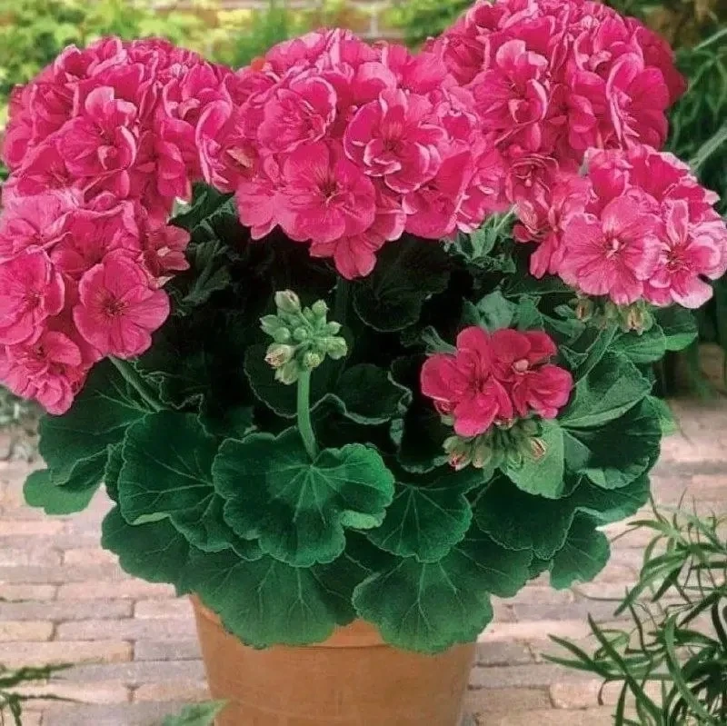 🌸 Чудо-удобрение для герани

👉 У вас есть в доме герань? А знаете ли вы как ухаживать за геранью, 