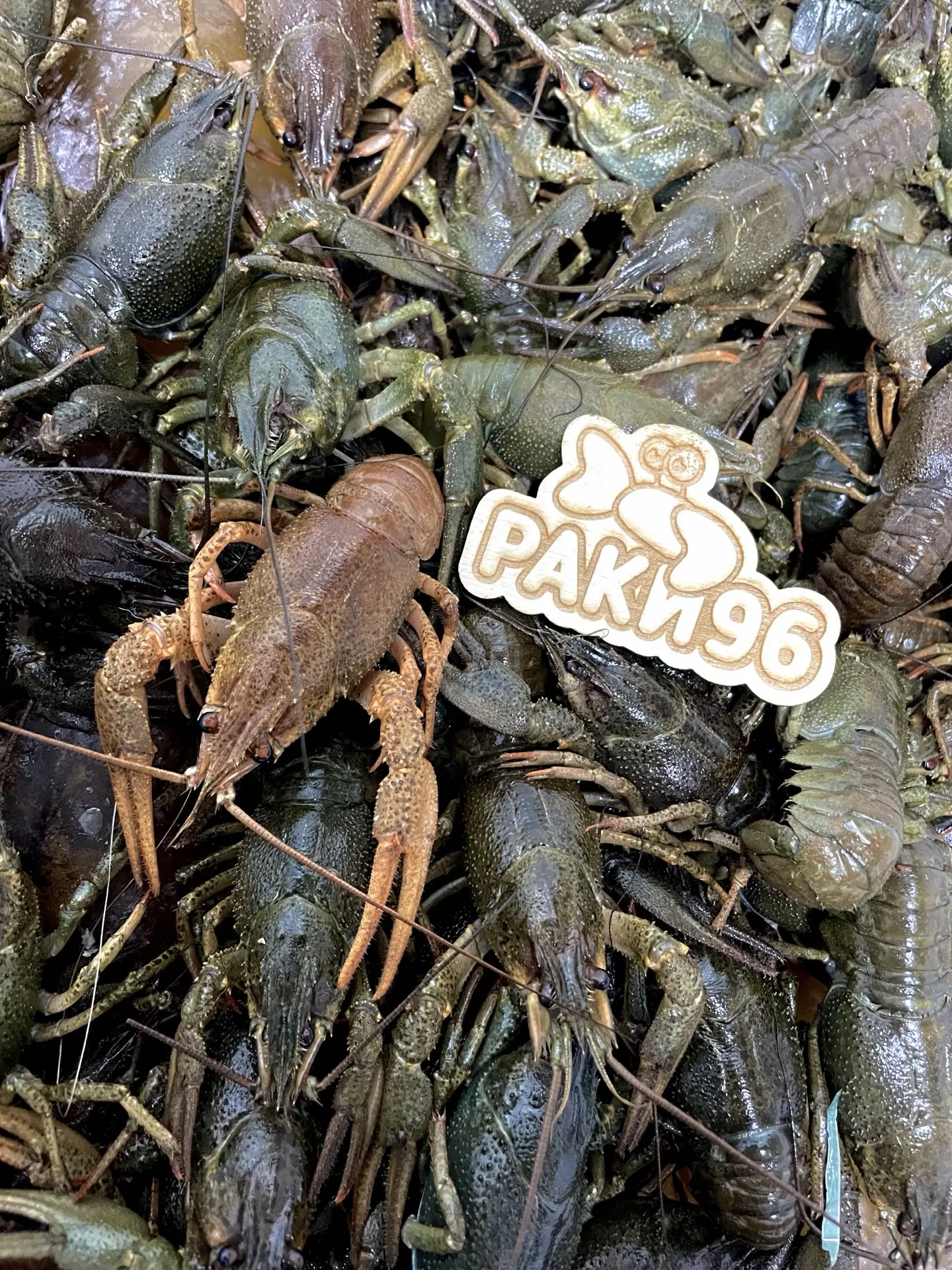 🦞 СВЕЖАЯ ПОСТАВКА РАКОВ В РАКИ96! 🔥