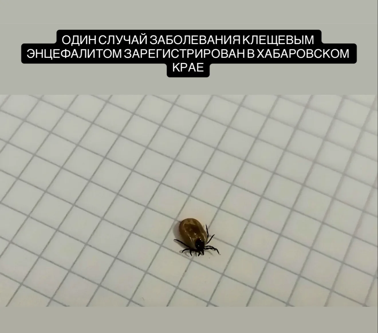 В Хабаровском крае продолжается профилактика природно-очаговых инфекций. С начала сезона после укусо