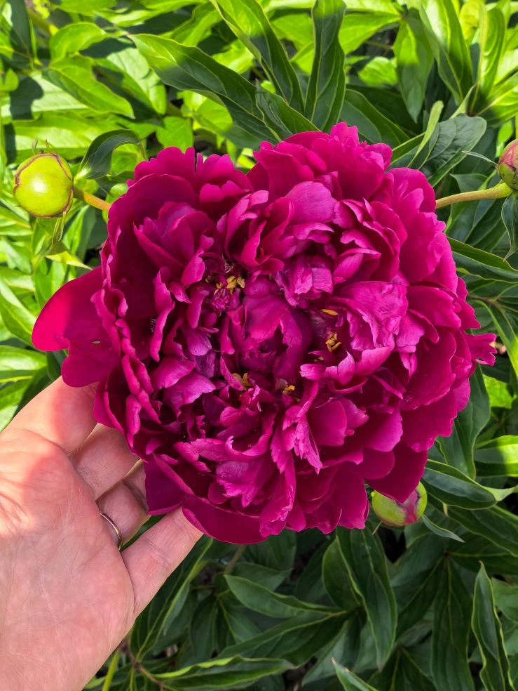 С праздником Светлой Троицы! 🌿🌸🙏