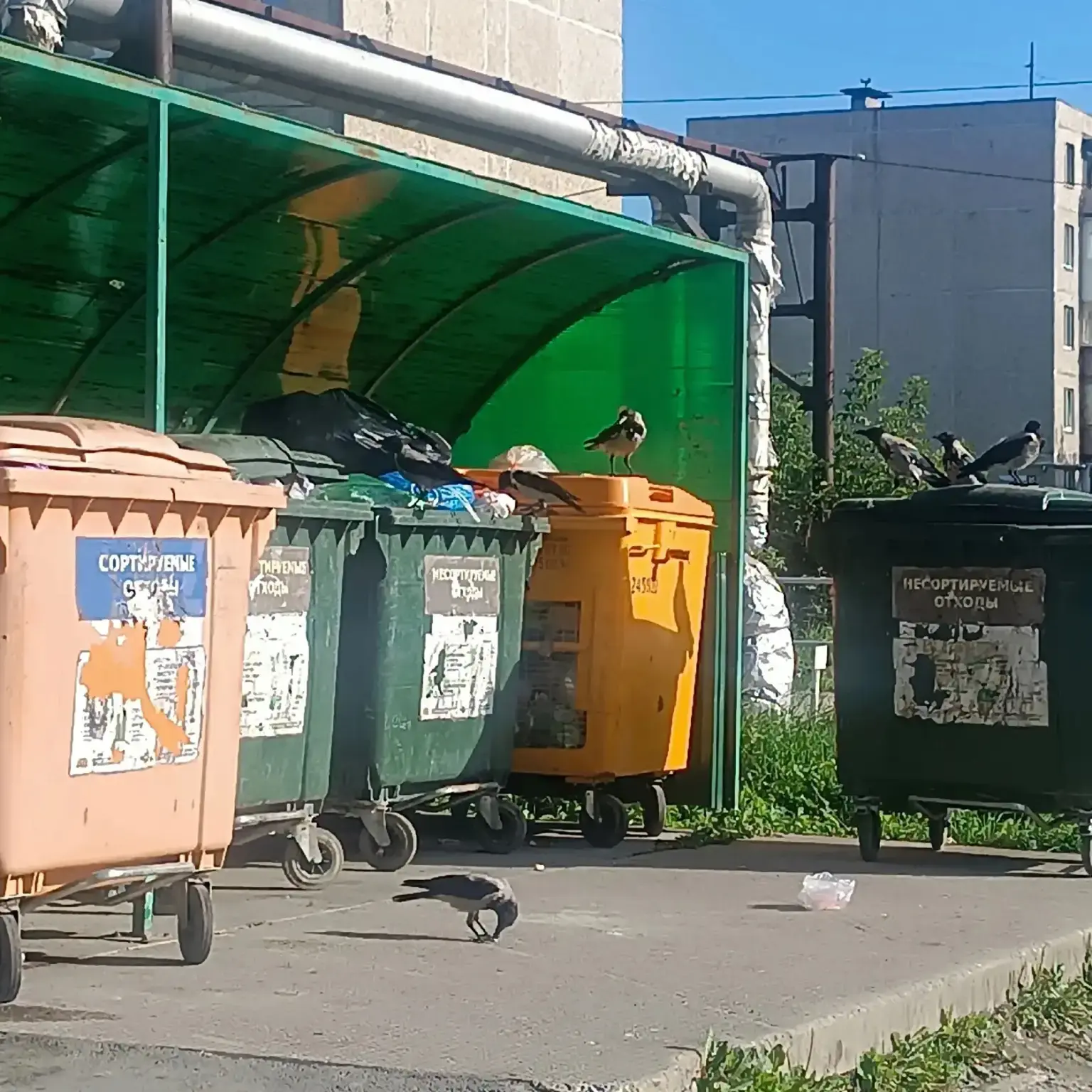 Мы нашли тех, кто рад не вывезенному мусору.