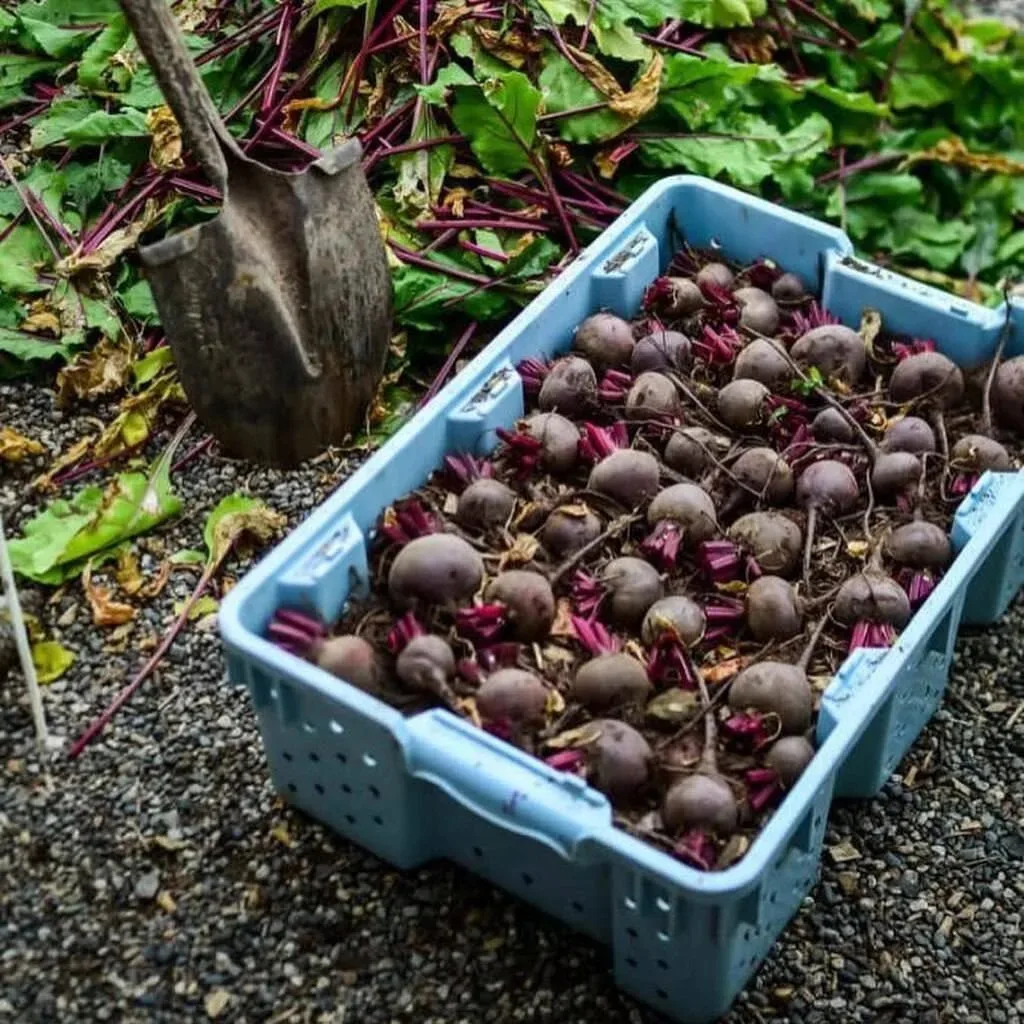 👩‍🌾 Идеи для хранения урожая 

#дача #огород #лайфхаки #идеи #мамаможет

"Мама Может" - канал для 