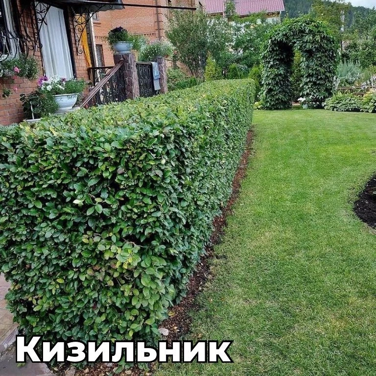 Что посадить вдоль забора?
Лиственные деревья, такие как рябина, липа и клен, являются отличным выбо