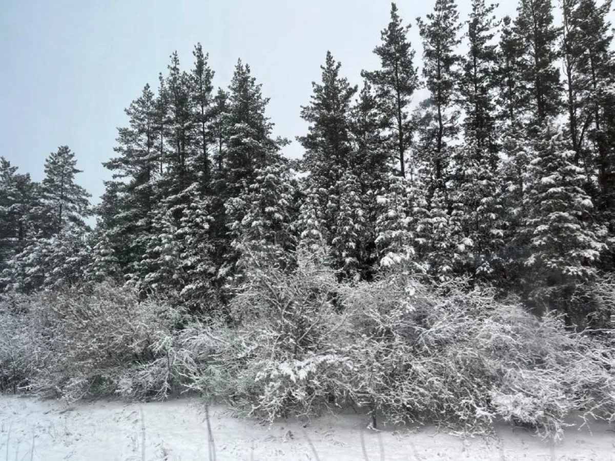 ❄️ ПЕРВЫЙ СНЕГ ВЫПАЛ В ОРЕНБУРЖЬЕ: ЧТО ЭТО ЗНАЧИТ ДЛЯ ЭНЕРГЕТИКА