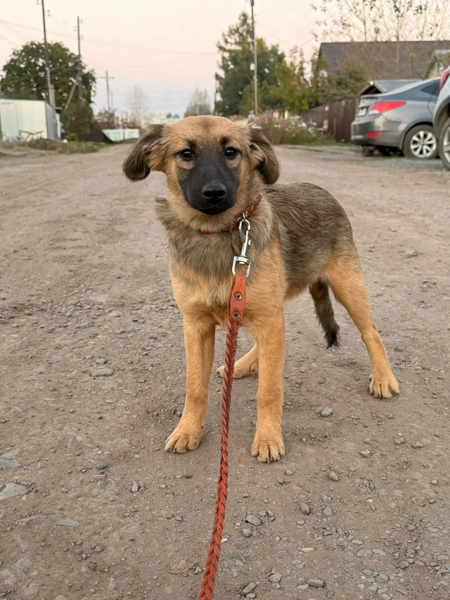 Адель! 🐕🐕🐕