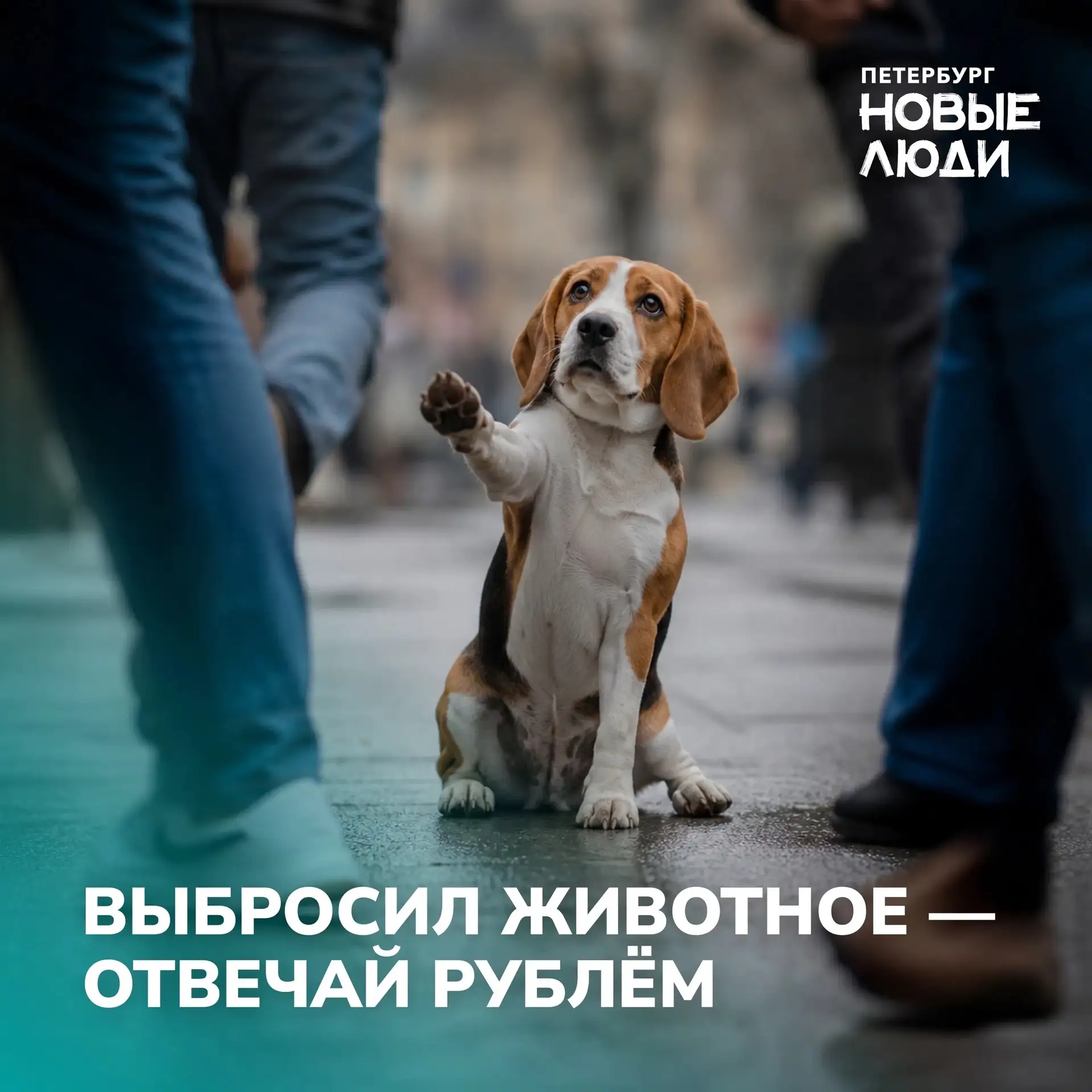 Рубрика: о важном 
Социальная жизнь 
Животные 

Выбросил животное — отвечай рублём 
 
В России милли