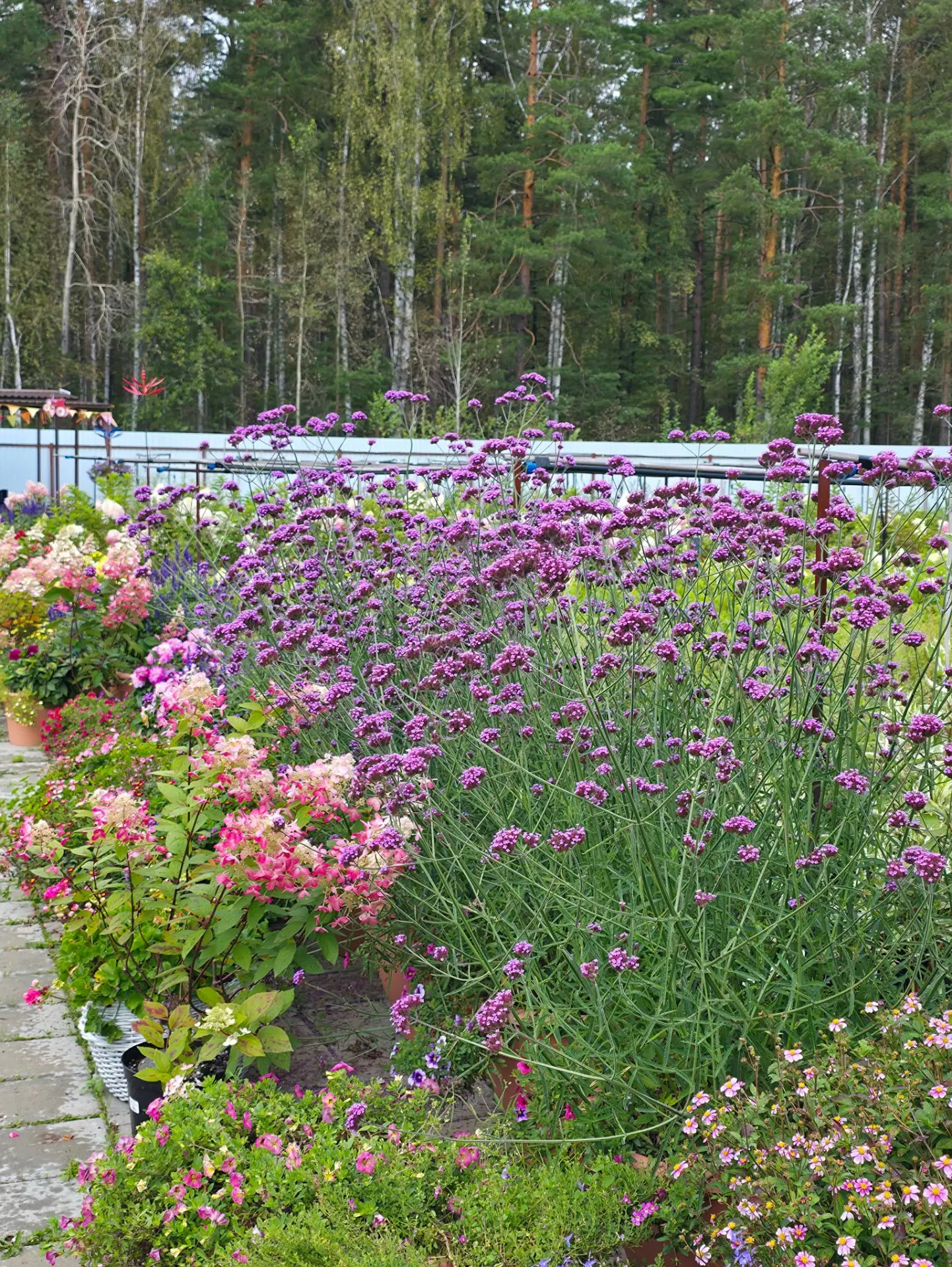 Посмотрим на вербену бонарскую в грунте и в кашпо 🌱