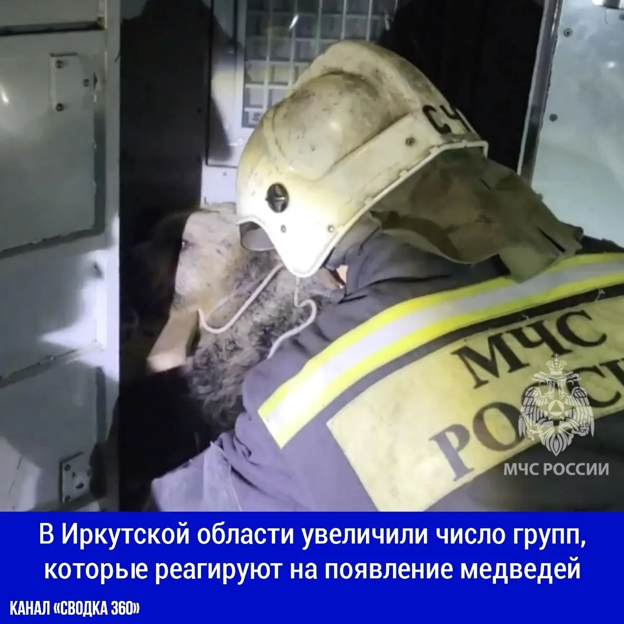 В Иркутской области увеличили число групп, которые реагируют на появление медведей: теп...