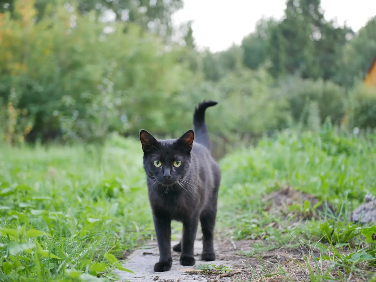 Гелиос 44-2 + Panasonic G80