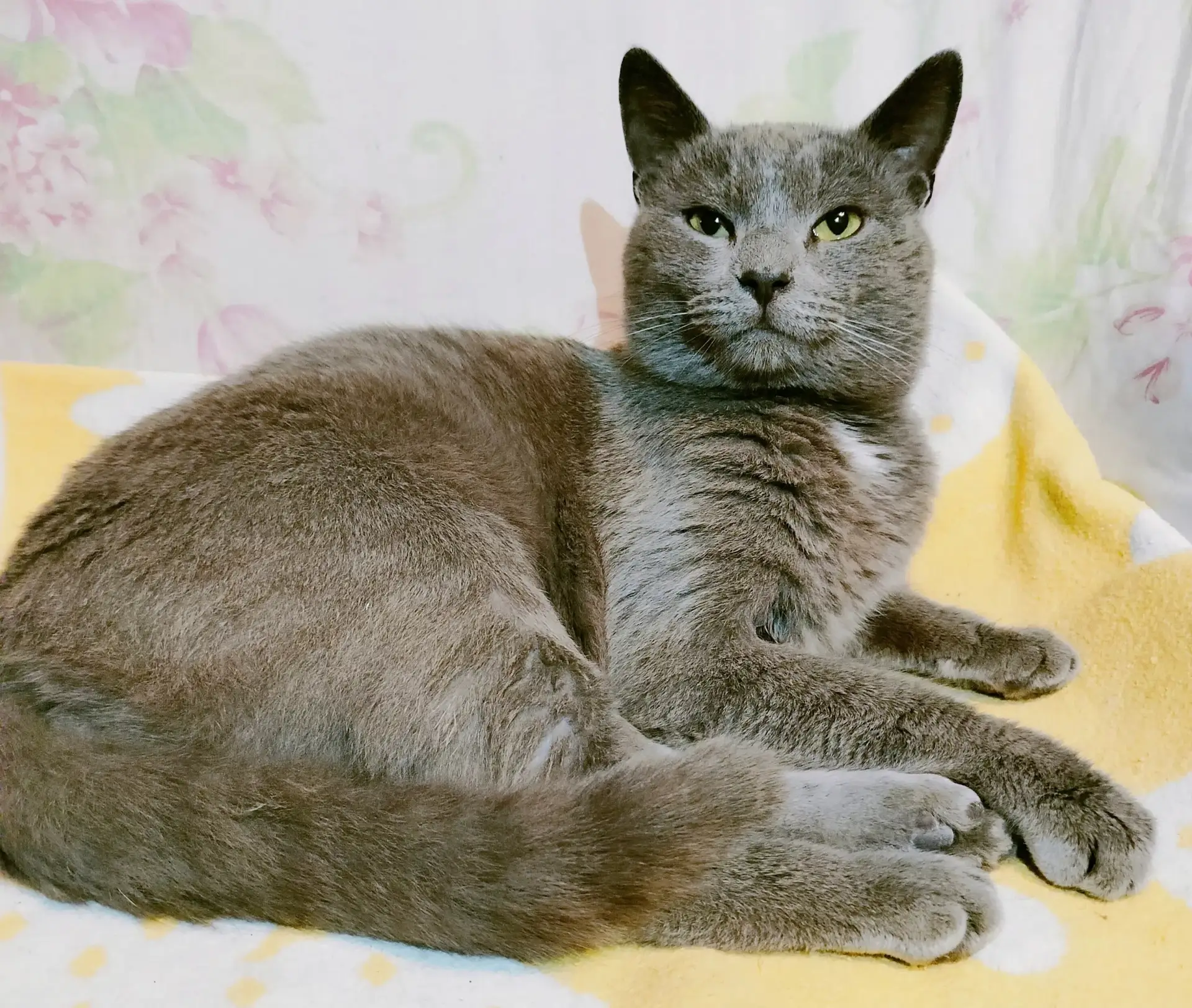 🆘 Молодого, милейшего котика ВЫГНАЛИ ИЗ ДОМА❗❗❗😭