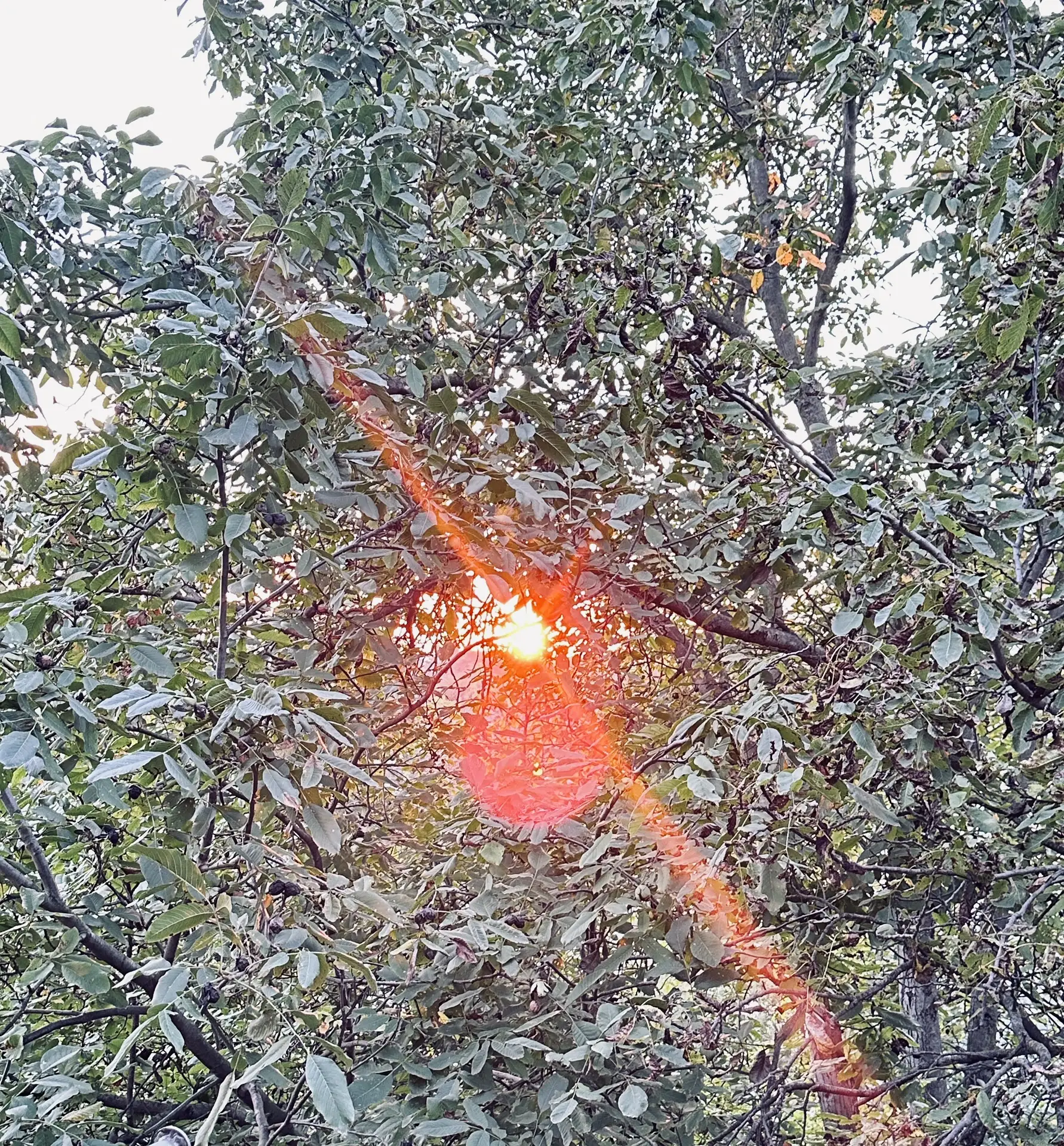 Солнце уходит рано — лови момент. 🌅