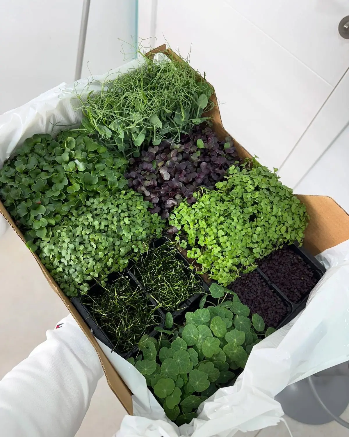 Посеять в среду, срезать почти сразу: микрозелень-спринтеры 🌱

Микрозелень — это вообще читерство! 