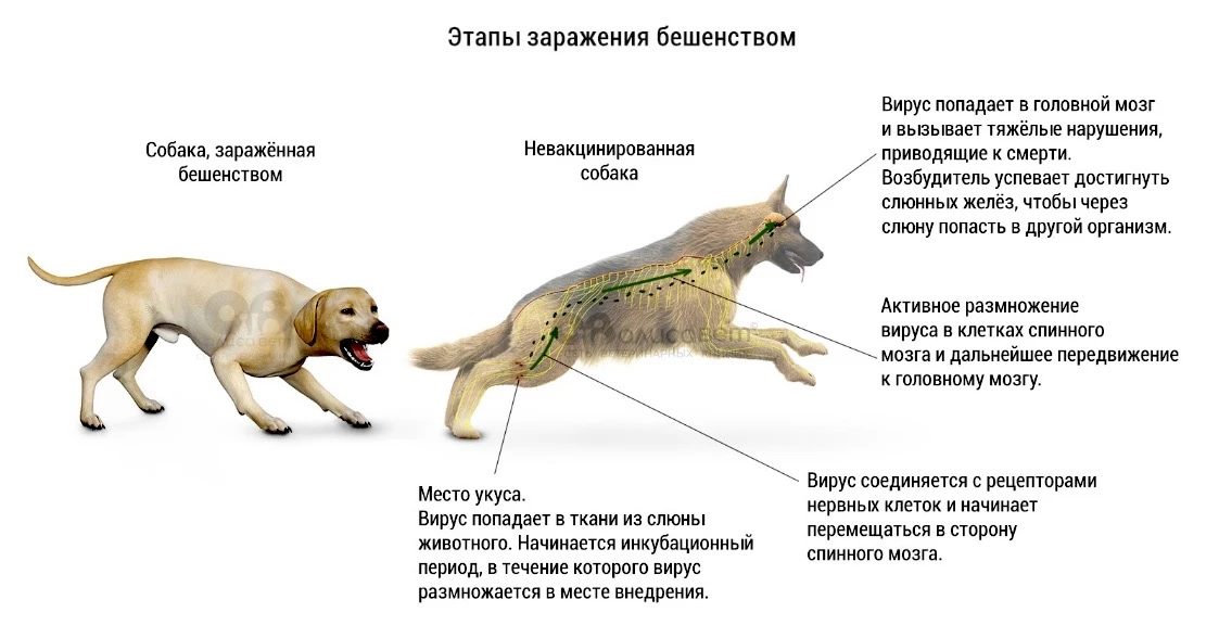 ⚠️ Осторожно, бешенство!