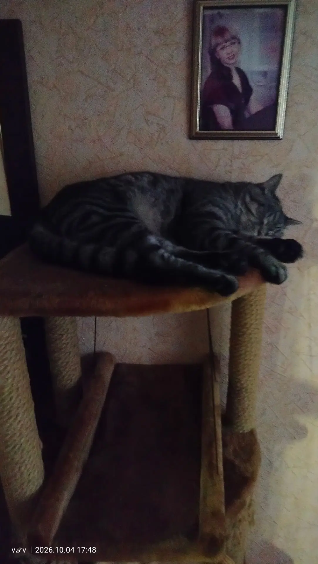 Котики мои уже спят😂 пошли и мы отдыхать 🤗 завтра на работку 💃